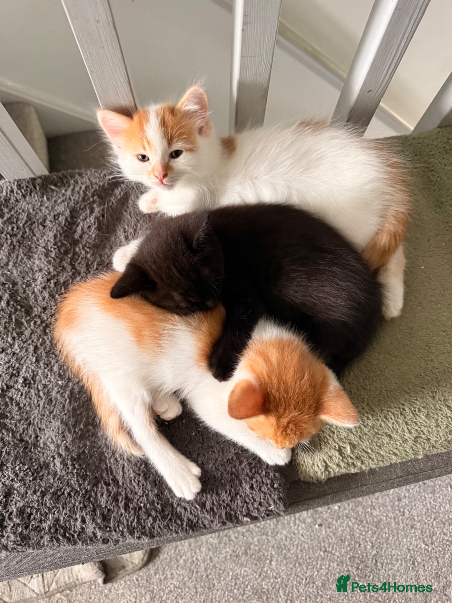 Mixed Breed cats 3 gorgeous playful little ones  - Advert 3