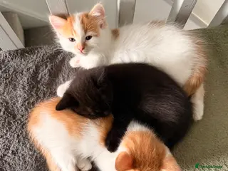 Mixed Breed cats 3 gorgeous playful little ones - Advert 17