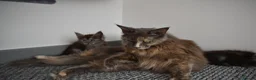 Maine Coon cats for sale: Majestic fluffballs FOR SALE - Advert 10