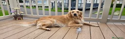 Golden Retriever dogs for sale: KC Golden Retrievers 🧬 Health Tested Parents - Advert 2