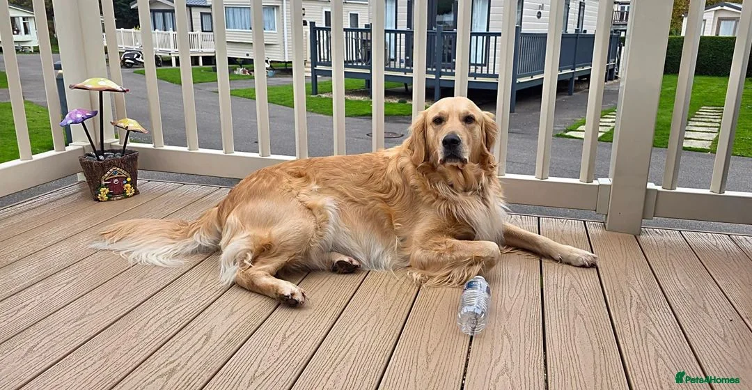 Golden Retriever dogs for sale: KC Golden Retrievers 🧬 Health Tested Parents - Advert 2