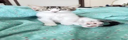 Mixed Breed cats for sale: Adorable,Kittens Ready for Their Forever Homes! 🐾 - Advert 9