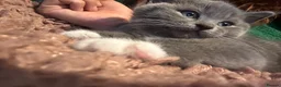 British Shorthair cats for sale: 5 beautiful BSH x Ragdoll kittens  - Advert 8