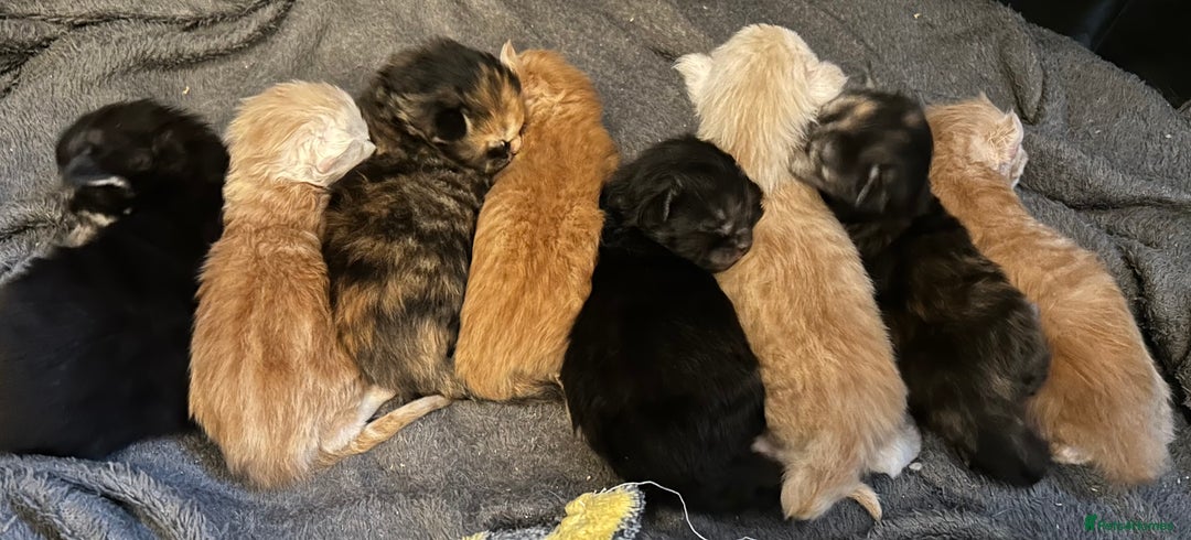 Maine Coon cats for sale: Stunning XL Pure bred Main Coon kittens for sale  - Image 2