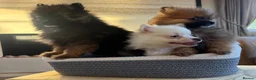 Pomeranian dogs for sale: Pomeranian in Widnes - Advert 4