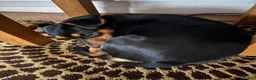 Mixed Breed dogs for sale: Black and tan Jack Russell x in Kingswinford - Advert 5