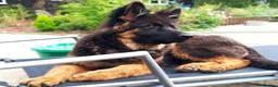 German Shepherd dogs for sale: BEAUTIFUL LONG COAT GERMAN SHEPHERD PUPPIES in Lincoln - Advert 7