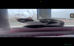 Domestic Shorthair cats for sale: Black, white, brown cat needs new loving home - Image 1