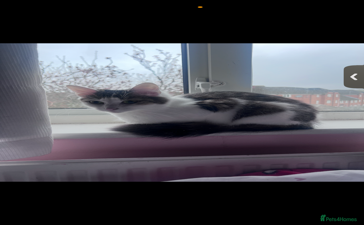 Domestic Shorthair cats - Advert 1