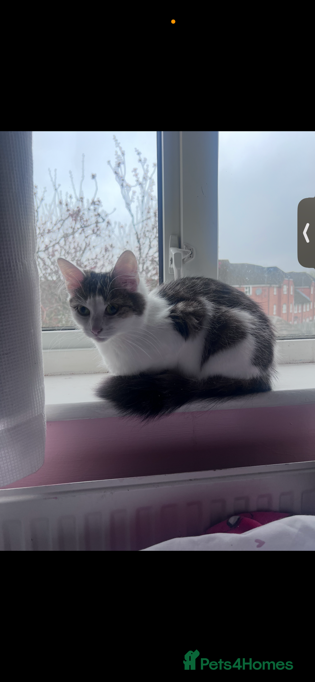 Domestic Shorthair cats for sale: Black, white, brown cat needs new loving home - Image 1
