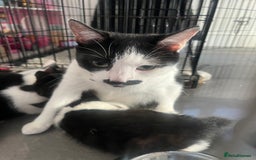 Mixed Breed cats for sale: Kittens  - Image 6