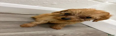 Cavapoo 6