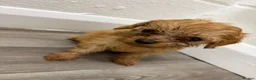 Cavapoo dogs for sale: Cava poo - Advert 3