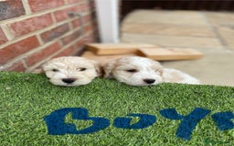 Cockapoo dogs for sale: Beautiful Cockapoo puppies - Image 10