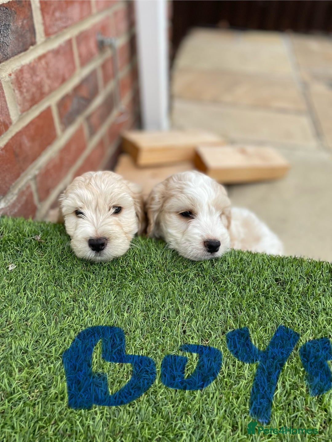 Cockapoo dogs for sale: Beautiful Cockapoo puppies - Image 10