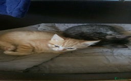 Mixed Breed cats for sale: Adorable kittens  - Image 10