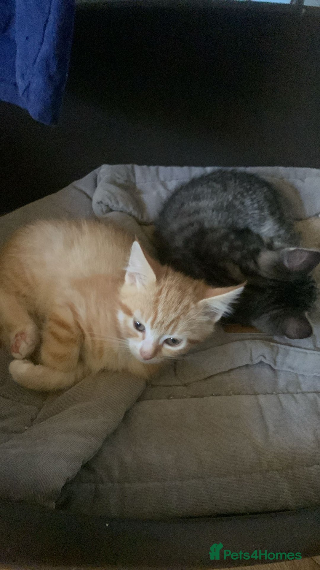 Mixed Breed cats for sale: Adorable kittens  - Image 10