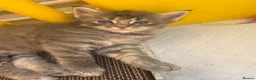 Ragcoon cats for sale: Gorgeous Mainecoon x ragdoll babies  - Advert 26