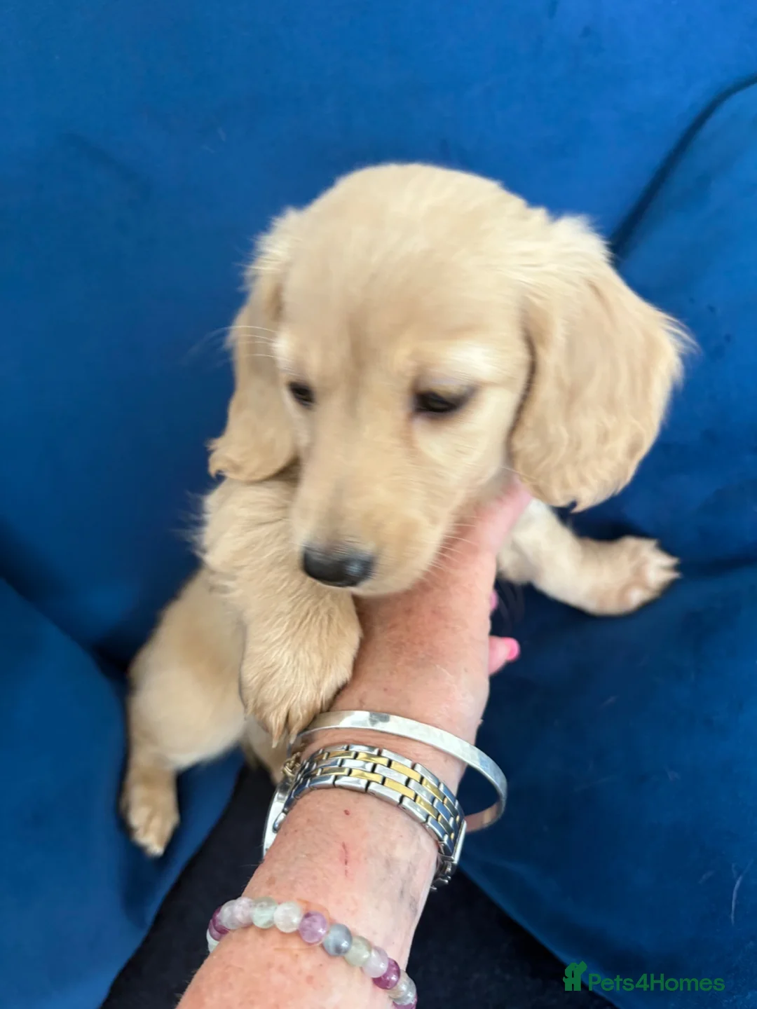 Miniature Dachshund dogs for sale: Pure cream mini long haired dachshund pups - Advert 10