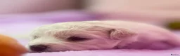 Bichon Frise dogs for sale:  💗KC BICHON FRISE PUPPIES – CHAMPION BLOODLINES💗 - Advert 10
