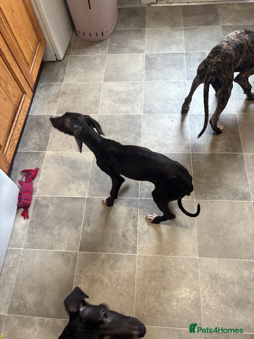Mixed Breed dogs for sale: Saluki x lurcher/whippet puppies - Image 16