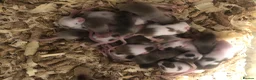 Mouse rodents for sale: Pet fancy mice for sale - Advert 3