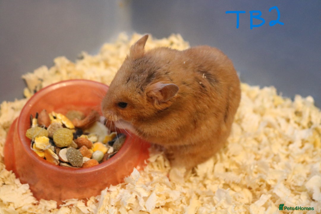 Hamster rodents for sale: Young Syrian Hamsters - Image 18