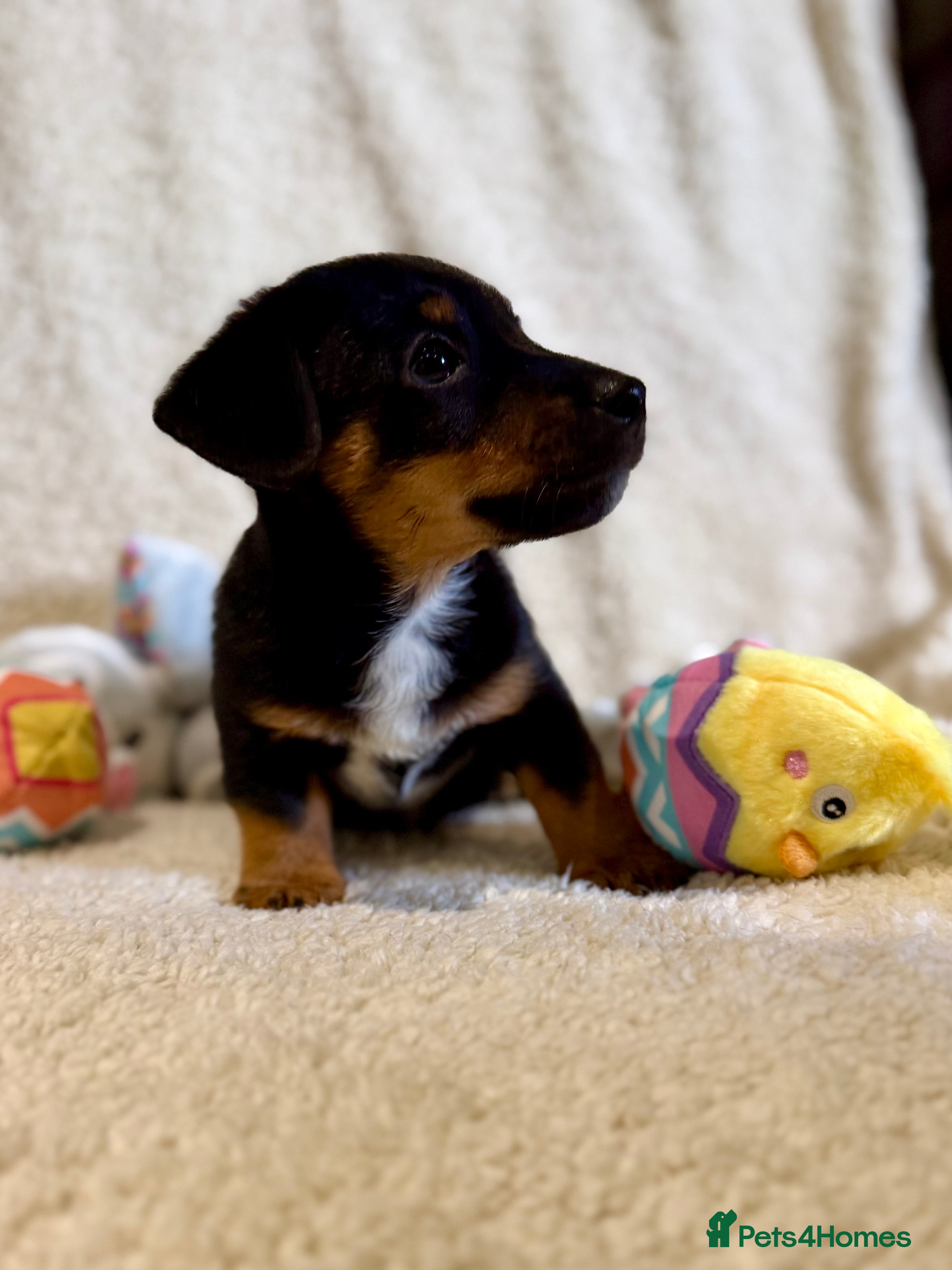 Jack Russell dogs Lovely miniature Jack Russell pups  - Advert 9