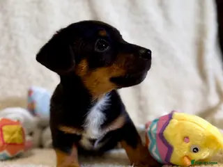 Jack Russell dogs Lovely miniature Jack Russell pups - Advert 9