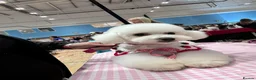 Poochon dogs for sale: Outstanding F1 health tested puppies - Advert 10