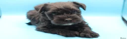 Miniature Schnauzer dogs for sale: 🌟 Exceptional KC Miniature Schnauzer Puppies 🌟 - Advert 10
