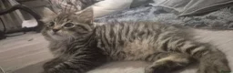 Ragdoll cats for sale: Ragdoll x Tabby Kittens 2 Fluffy & 2 Short-Haired  in Exeter - Advert 20