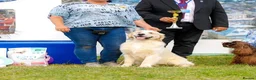 Golden Retriever dogs for sale: 🌟🏆CHAMPION Couple 35GEN HEALTH CERTIFICATED - Advert 3