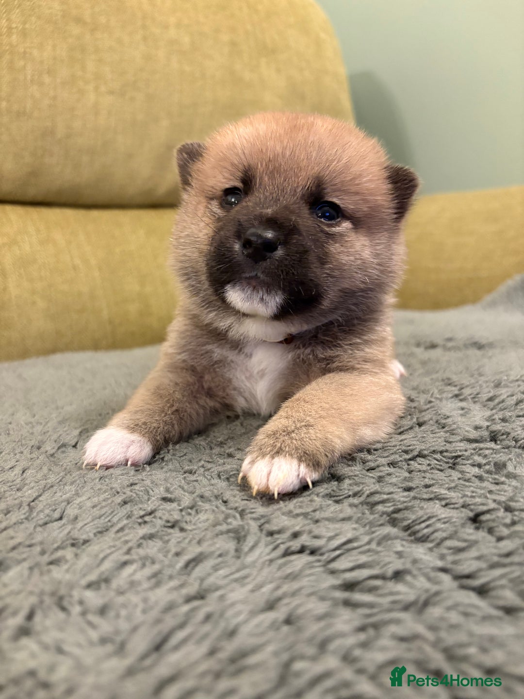 Mixed Breed dogs for sale: Pomskiba Inu Puppies. Shiba Inu x Pomsky - Advert 13