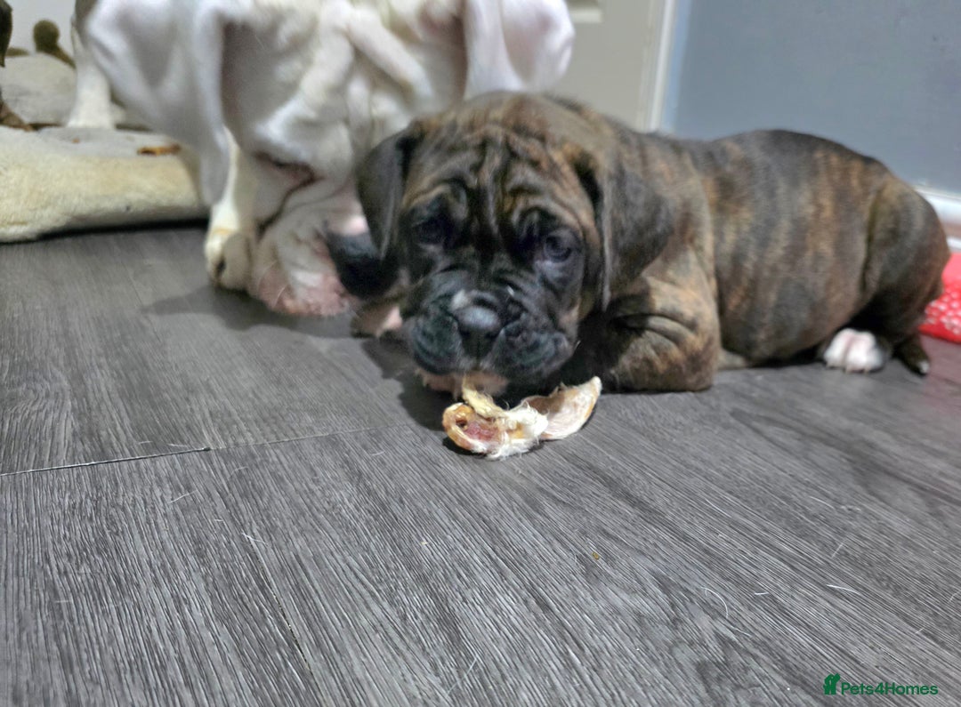 Boxer dogs for sale: Very unusual & Rare Boxer cross - Advert 15