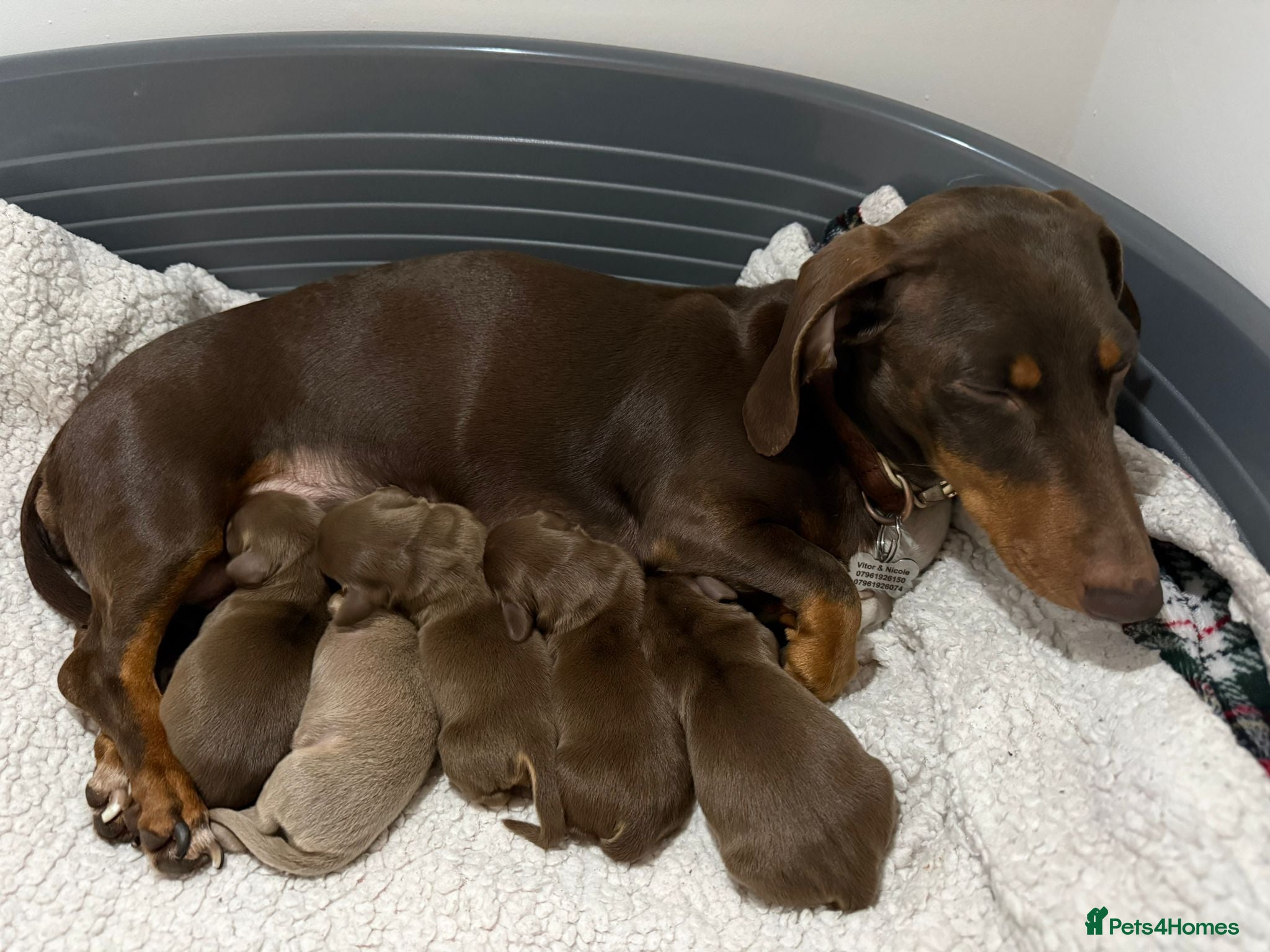 Miniature Dachshund dogs KC Registered Miniature Dachshund Puppies 🐶 - Advert 3