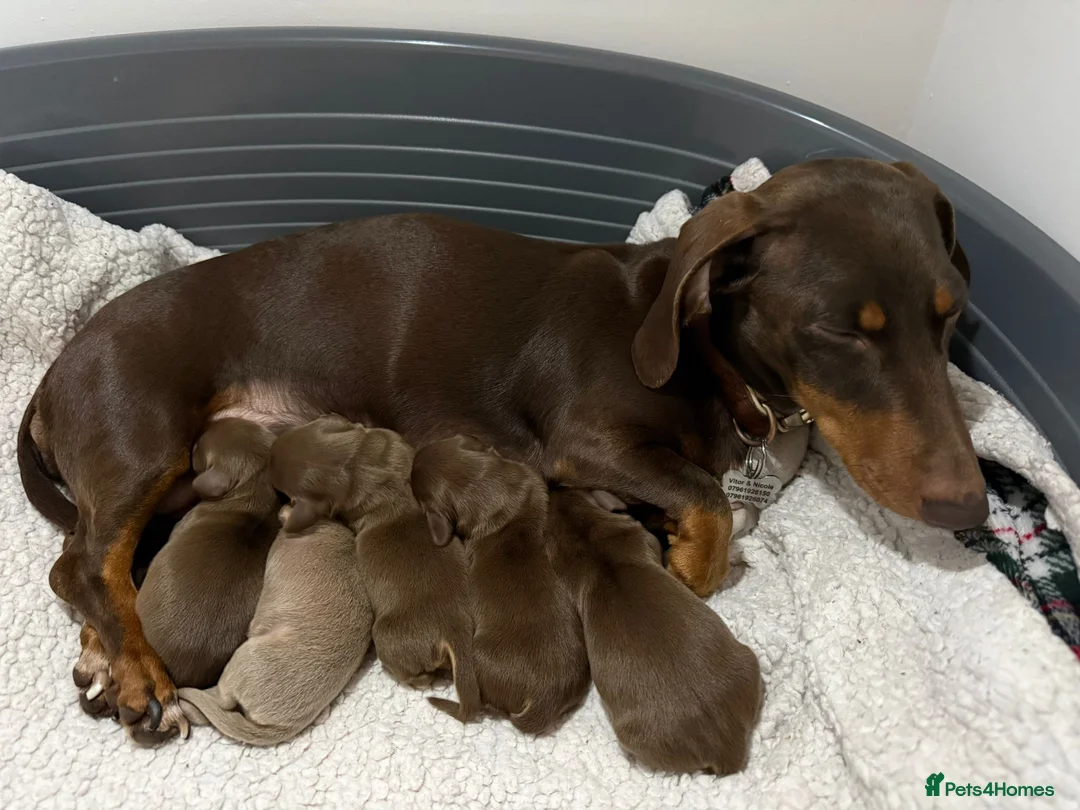 Miniature Dachshund dogs for sale: KC Registered Miniature Dachshund Puppies 🐶 in Liverpool - Advert 1