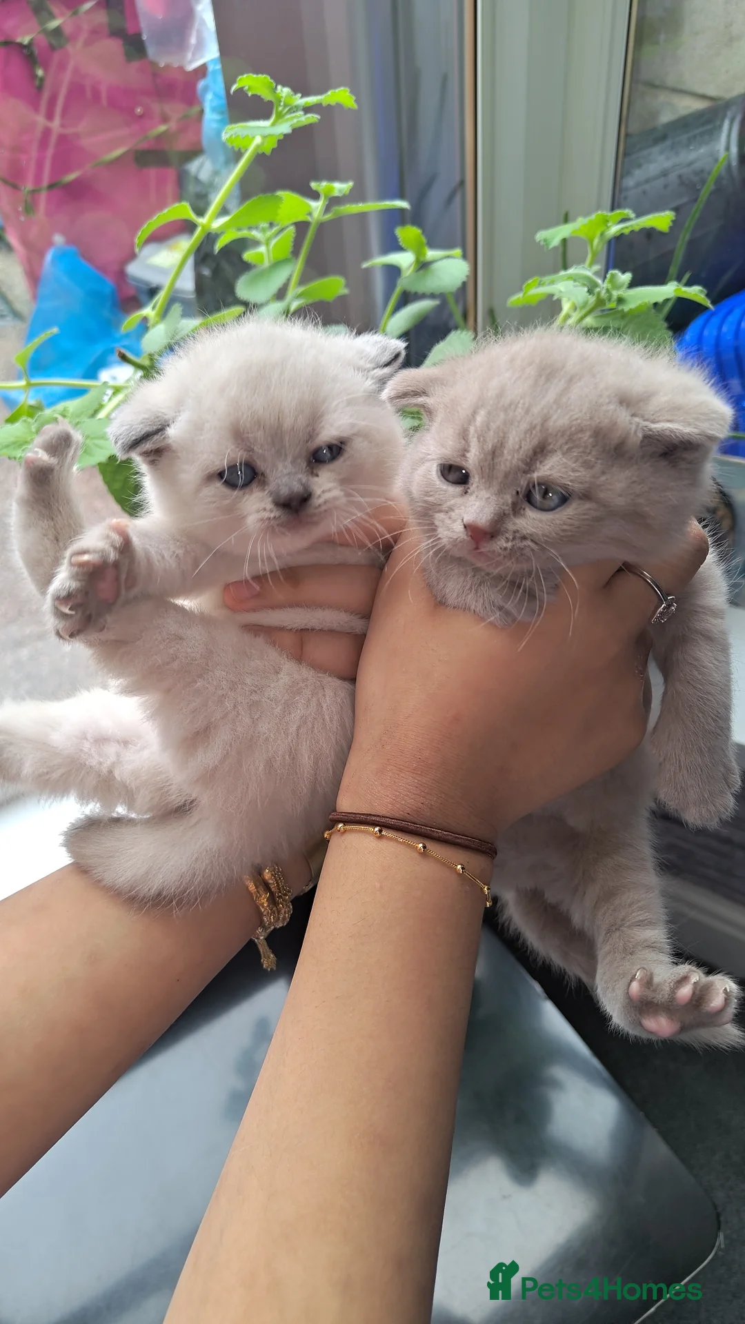 British Shorthair cats for sale: British Shorthair  - Advert 4
