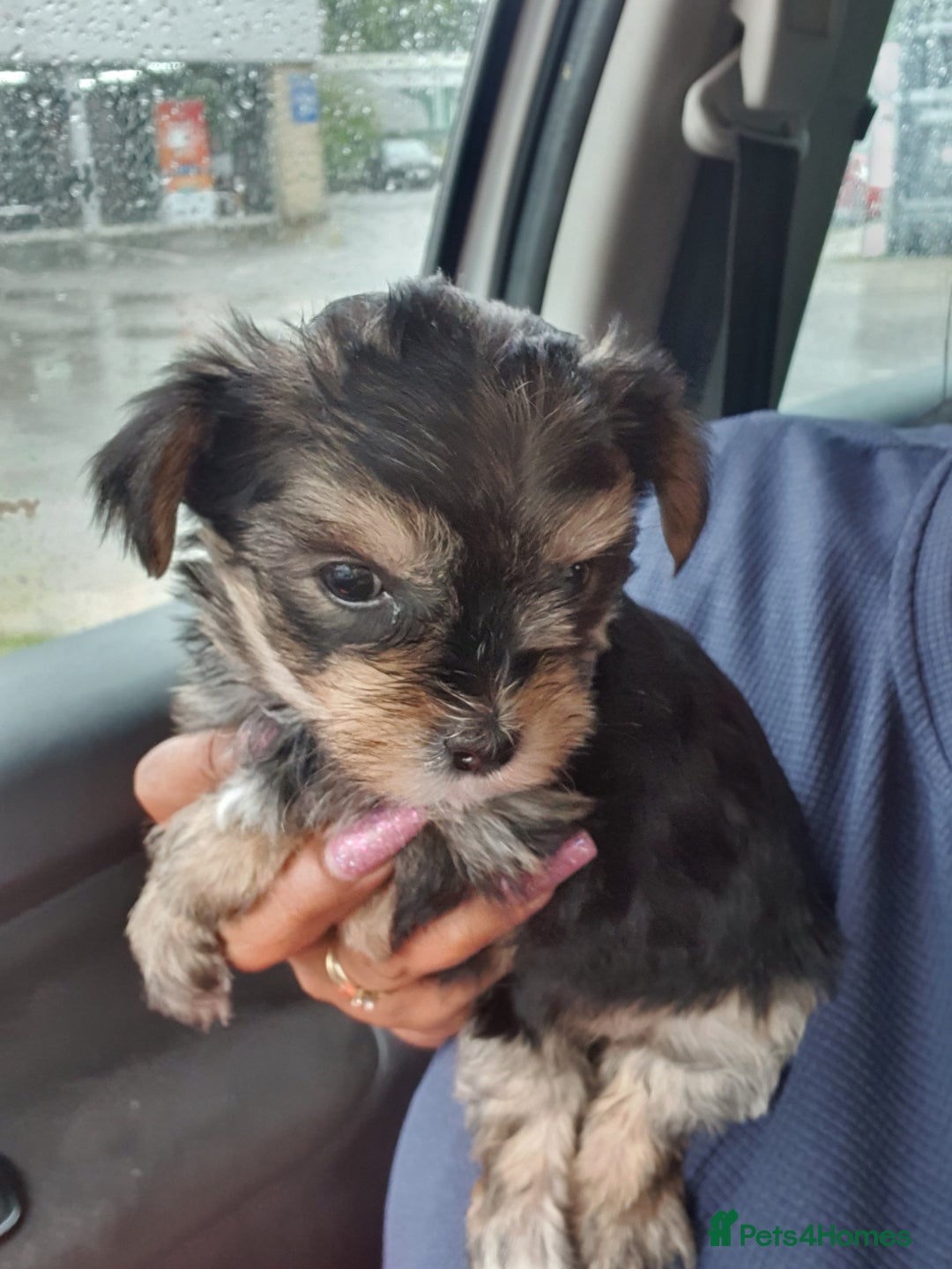 Yorkshire Terrier dogs for sale: Yorkshire pups  - Image 8