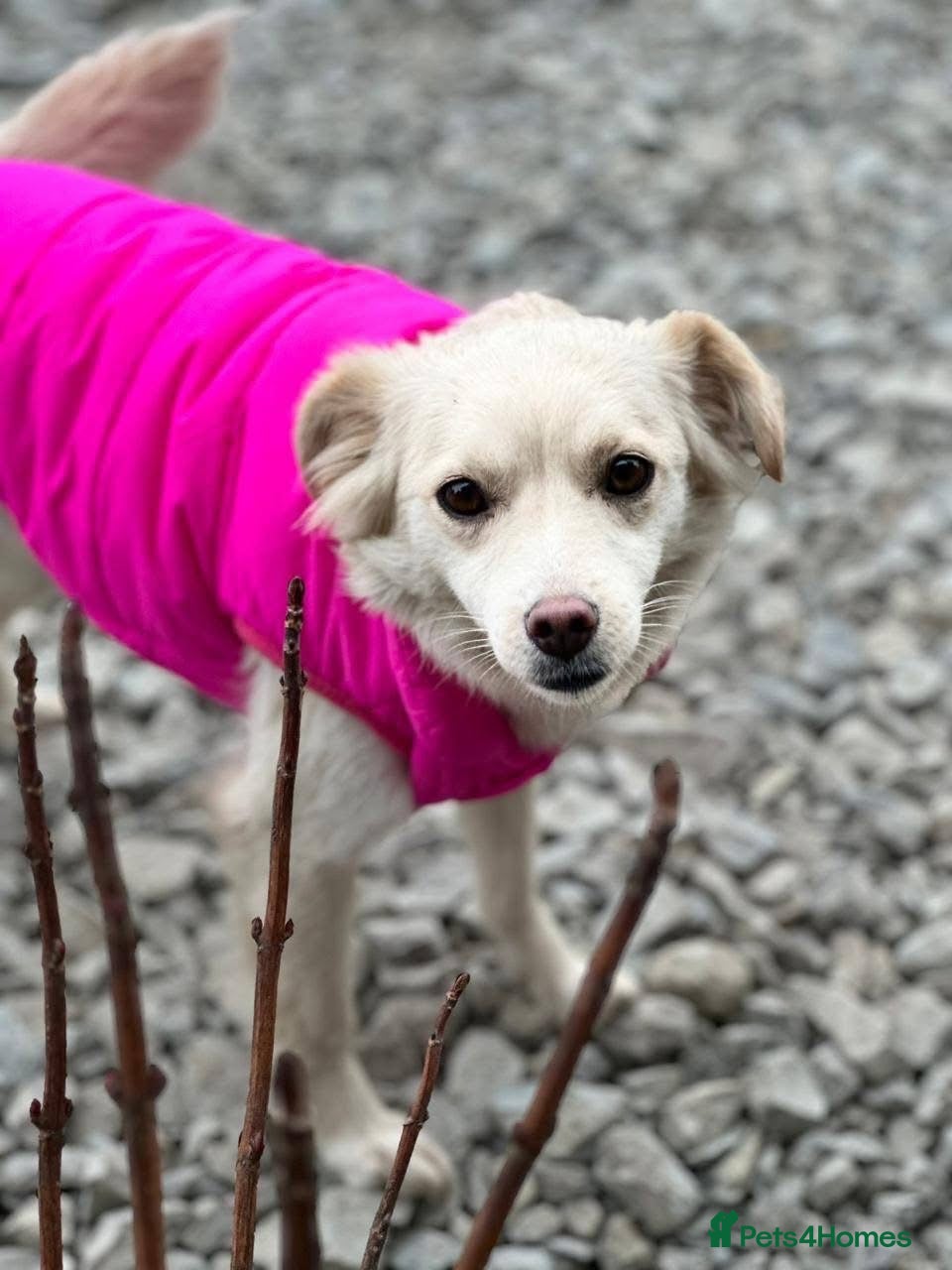 Mixed Breed dogs ❤️🐶 BERRY - Advert 2