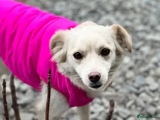 Mixed Breed dogs โค๏ธ๐ถ BERRY - Advert 2