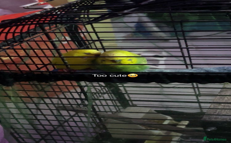 Budgerigars birds - Advert 1