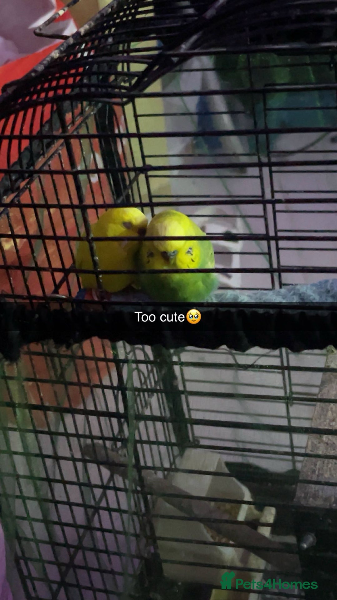 Budgerigars birds for sale: Female and male budgie for sale £50 - Image 1