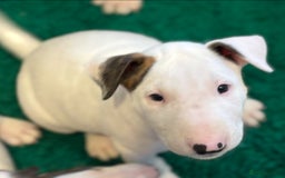 Bull Terrier dogs for sale: USA & UK Champion Bloodline English bull terriers  in Gateshead - Image 19