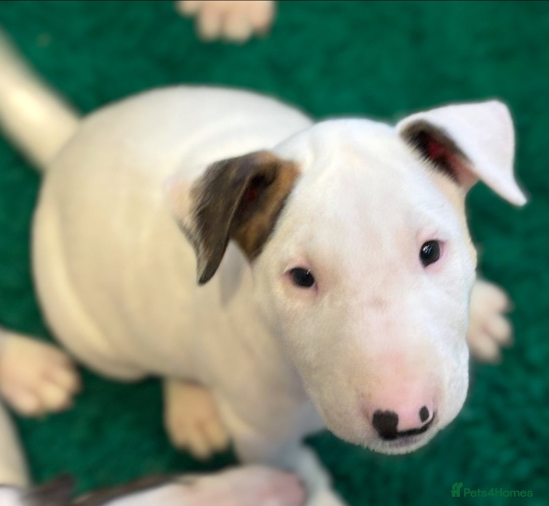 Bull Terrier dogs for sale: USA & UK Champion Bloodline English bull terriers  in Gateshead - Image 19