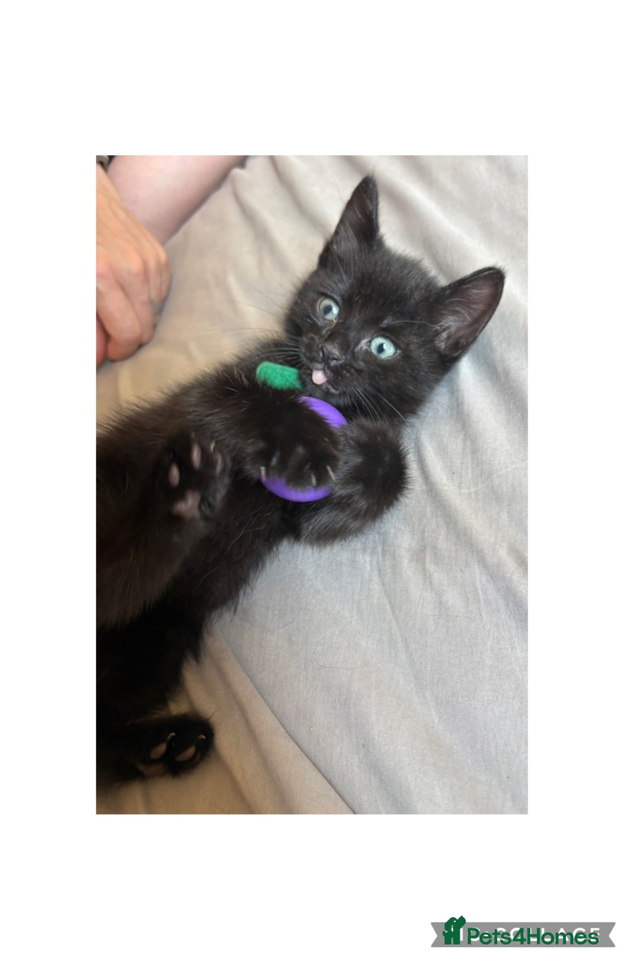 Mixed Breed cats 4Beautiful kittens looking for their forever home  - Advert 9