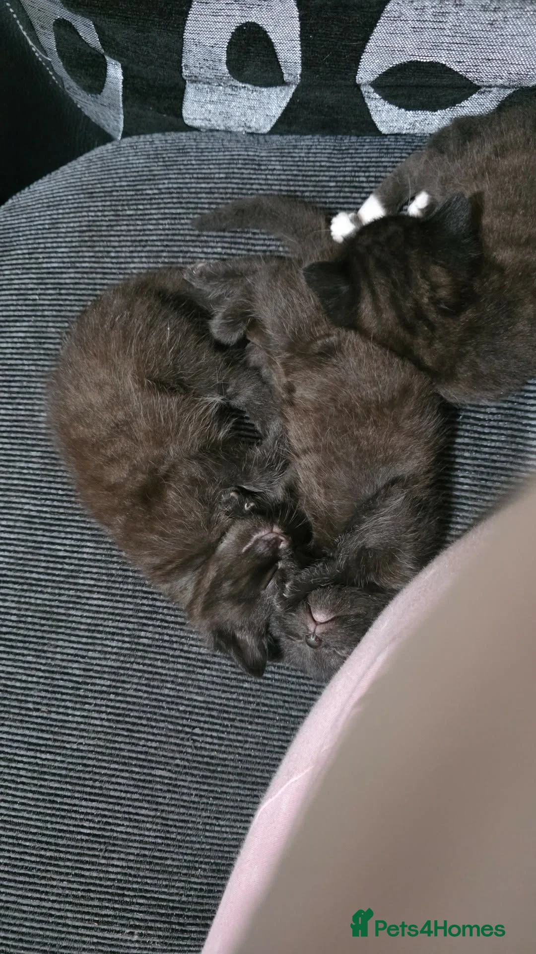 British Longhair cats for sale: Kittens  - Advert 3