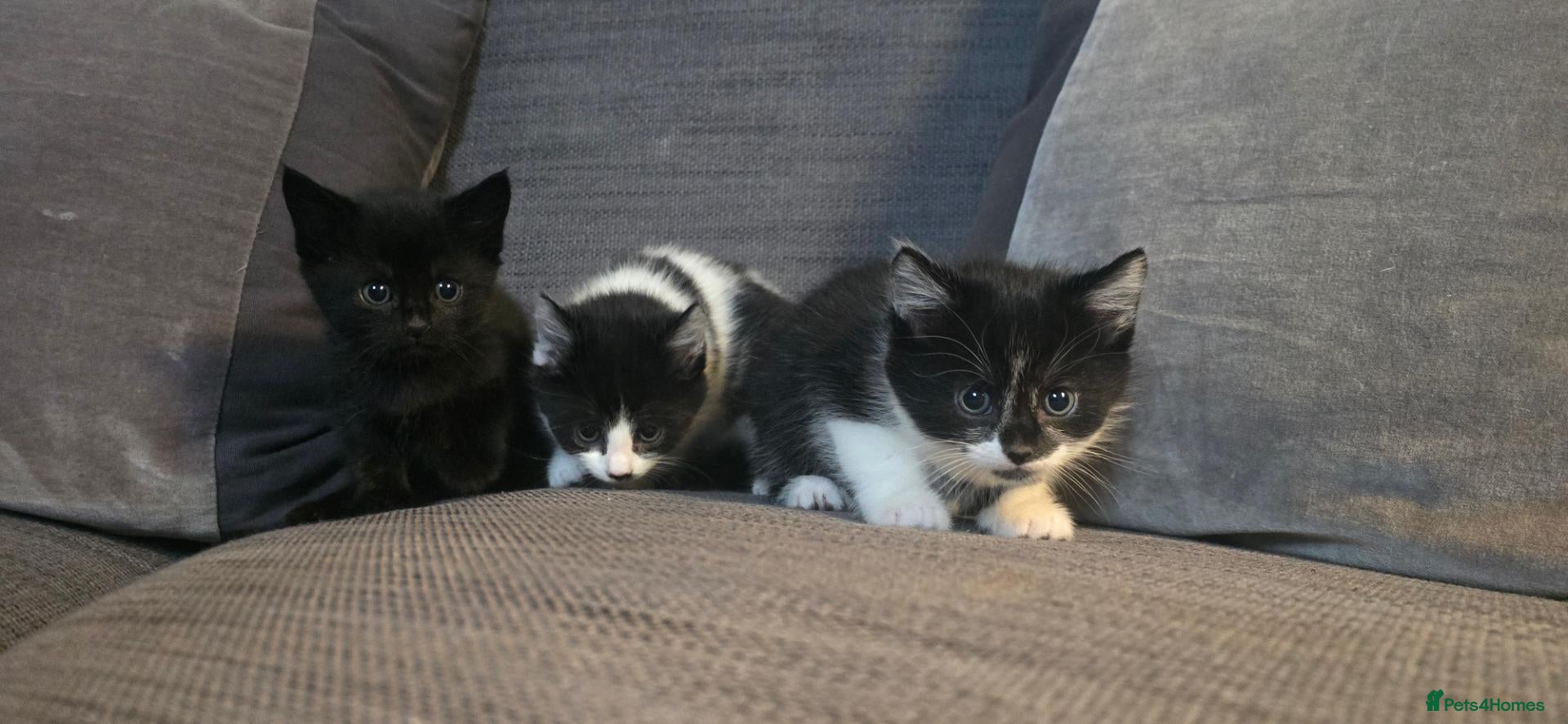 Mixed Breed cats Gorgeous kittens for sale 2 females 1 male   - Advert 1