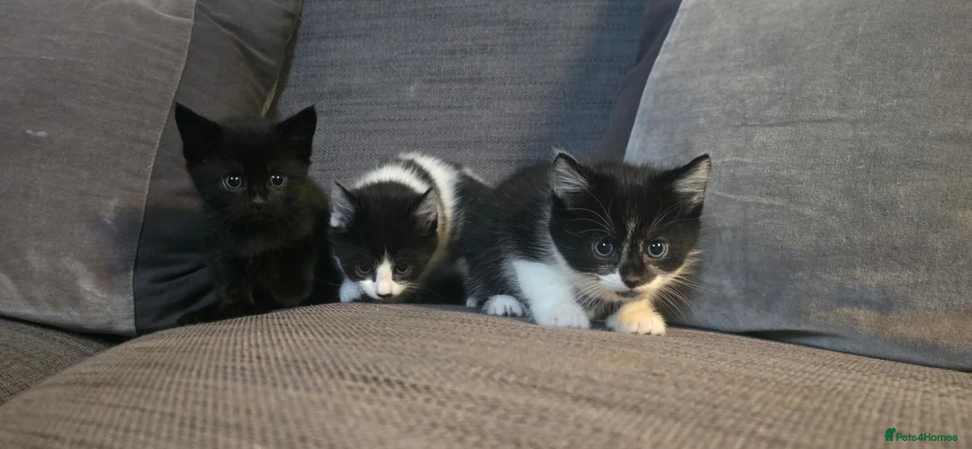 Mixed Breed cats for sale: Gorgeous kittens for sale 2 females 1 male   in Chippenham - Advert 1