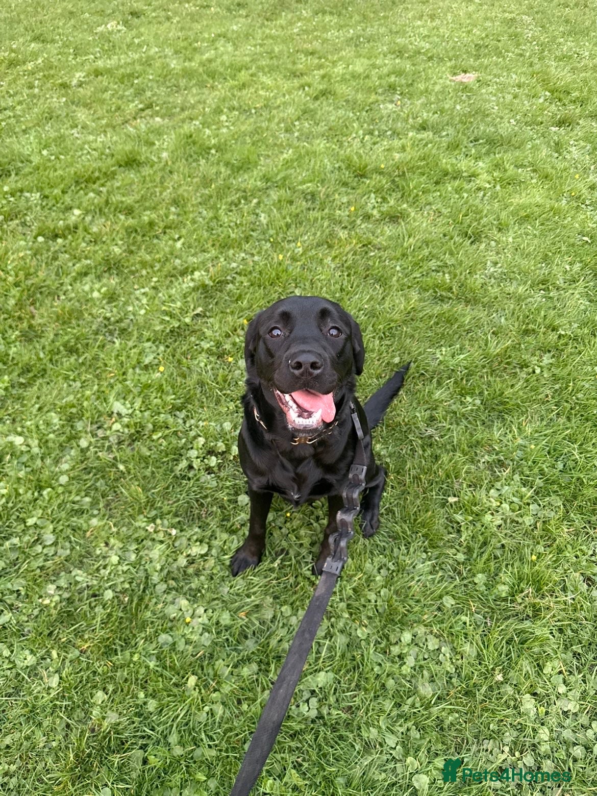 Labrador Retriever dogs Beautiful Black Labrador  - Advert 2